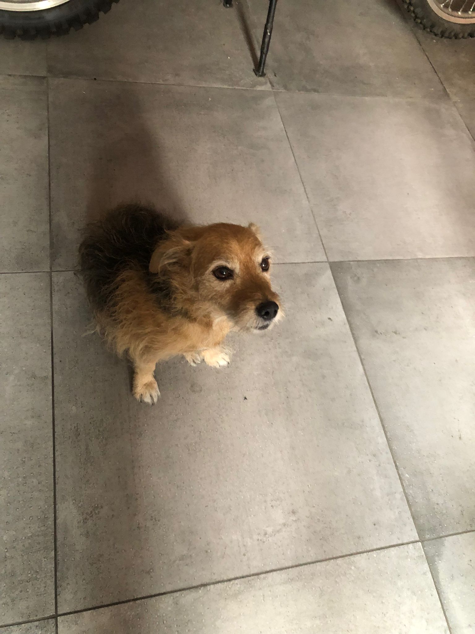 maya